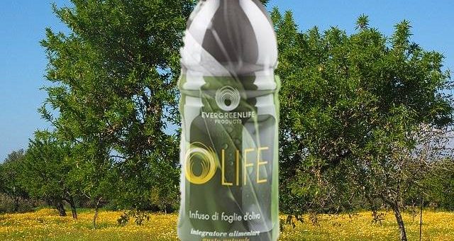 infuso di foglie di olivo certificazioni olife